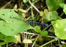 Copulation - Costa Rica